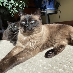 Fundraising Page: Holly Ashby